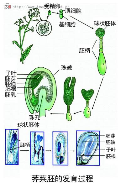胚胎器官發育順序 放門口植物